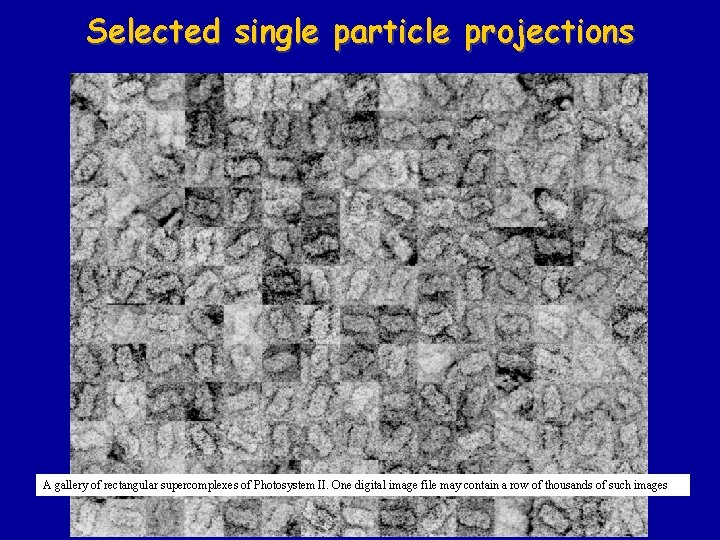 Selected single particle projections A gallery of rectangular supercomplexes of Photosystem II. One digital