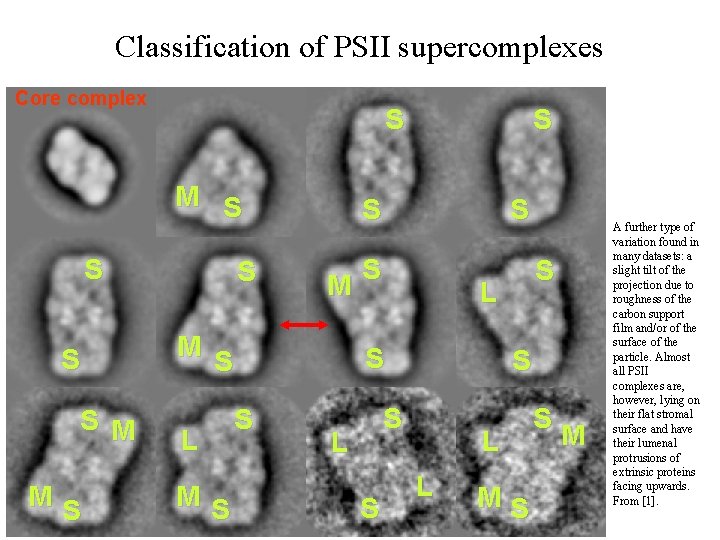Classification of PSII supercomplexes Core complex S M S S M MS S S