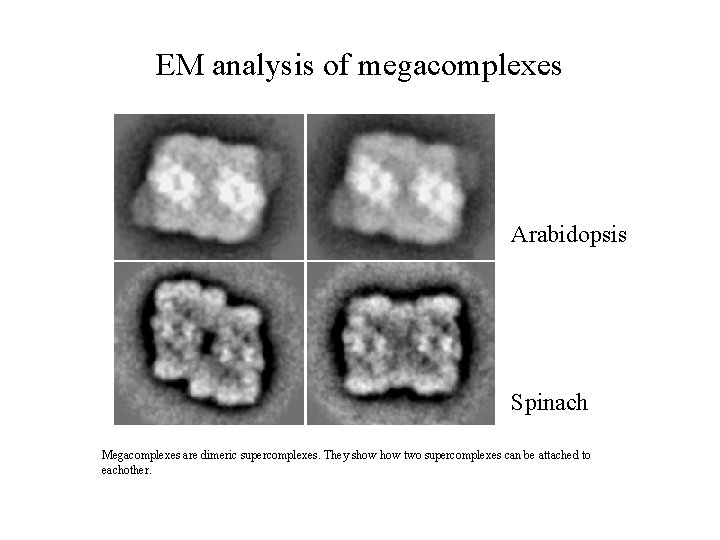 EM analysis of megacomplexes Arabidopsis Spinach Megacomplexes are dimeric supercomplexes. They show two supercomplexes