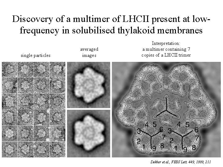 Discovery of a multimer of LHCII present at lowfrequency in solubilised thylakoid membranes single