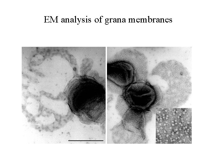 EM analysis of grana membranes 