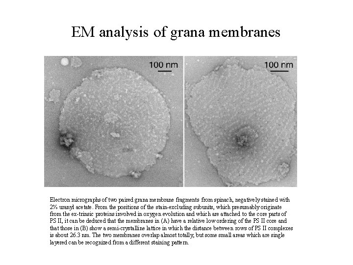 EM analysis of grana membranes Electron micrographs of two paired grana membrane fragments from