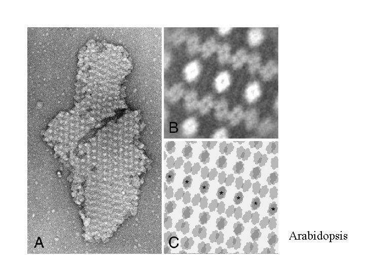 Arabidopsis 