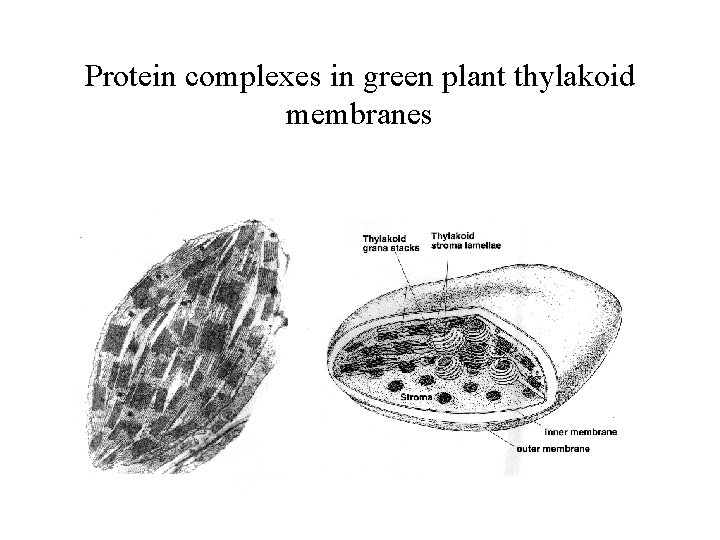 Protein complexes in green plant thylakoid membranes 