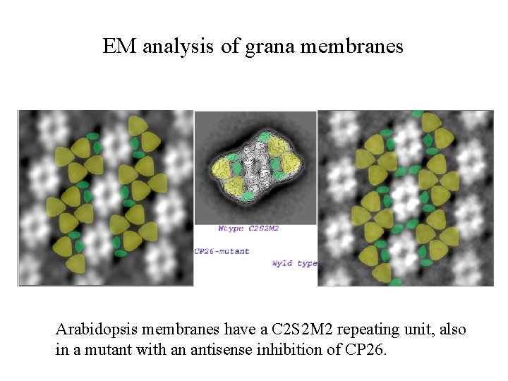 EM analysis of grana membranes Arabidopsis membranes have a C 2 S 2 M