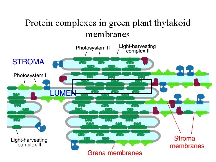 Protein complexes in green plant thylakoid membranes 