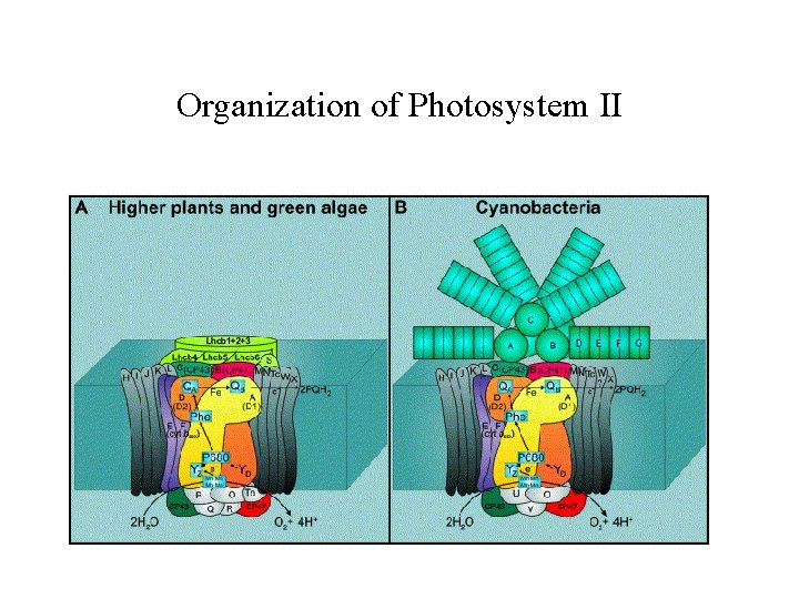 Organization of Photosystem II 