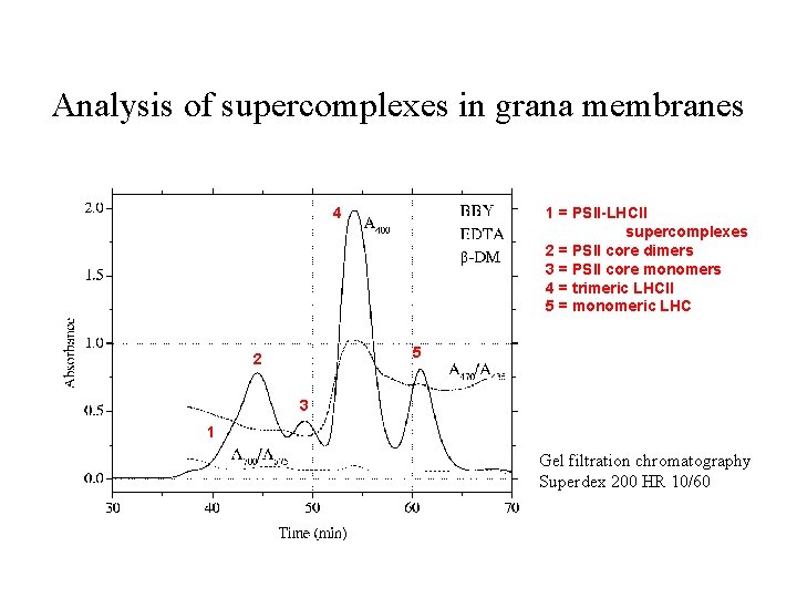 Analysis of supercomplexes in grana membranes 4 1 = PSII-LHCII supercomplexes 2 = PSII