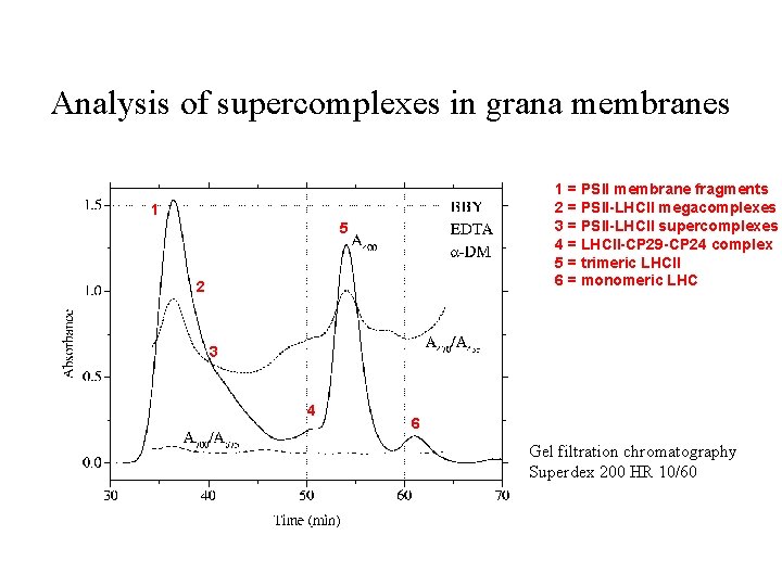 Analysis of supercomplexes in grana membranes 1 = PSII membrane fragments 2 = PSII-LHCII