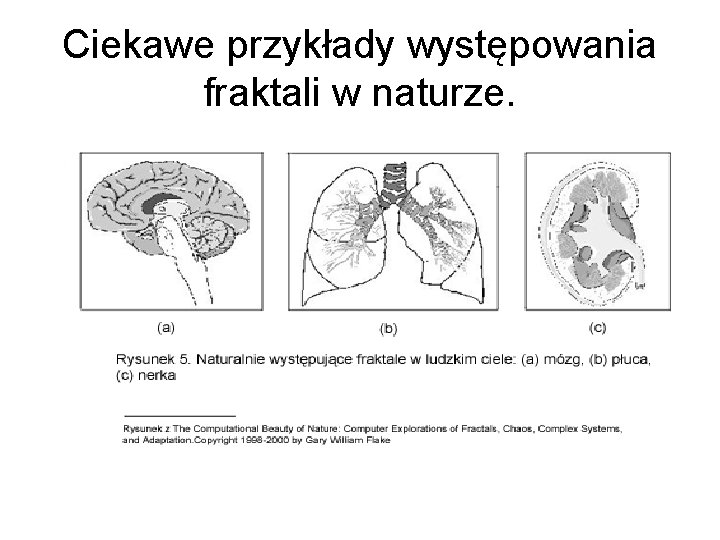 Ciekawe przykłady występowania fraktali w naturze. 