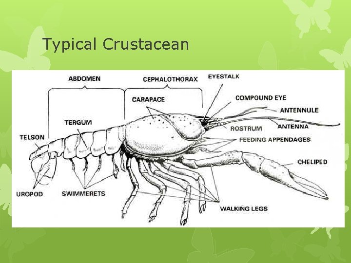 Typical Crustacean 