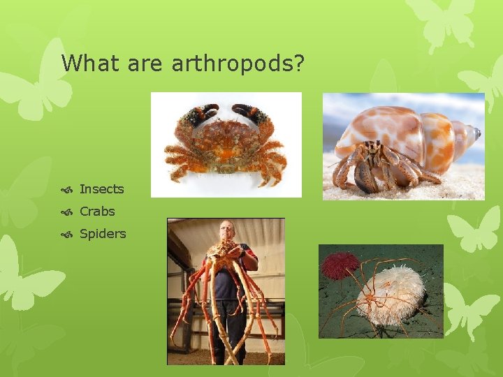 What are arthropods? Insects Crabs Spiders 