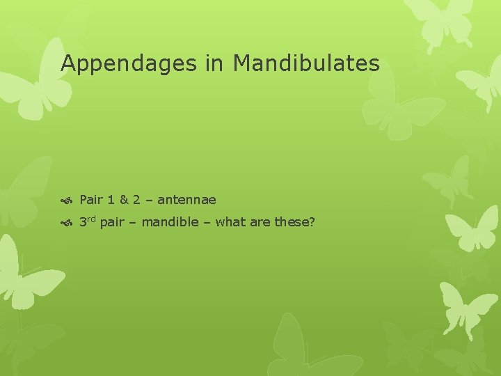 Appendages in Mandibulates Pair 1 & 2 – antennae 3 rd pair – mandible