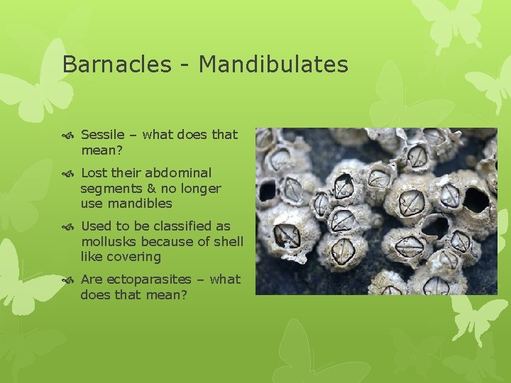 Barnacles - Mandibulates Sessile – what does that mean? Lost their abdominal segments &
