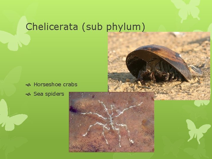 Chelicerata (sub phylum) Horseshoe crabs Sea spiders 