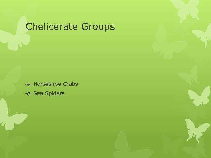 Chelicerate Groups Horseshoe Crabs Sea Spiders 