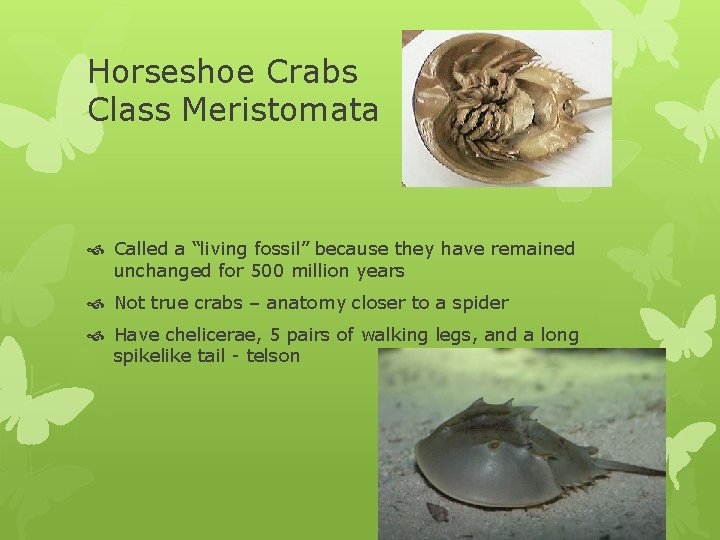 Horseshoe Crabs Class Meristomata Called a “living fossil” because they have remained unchanged for
