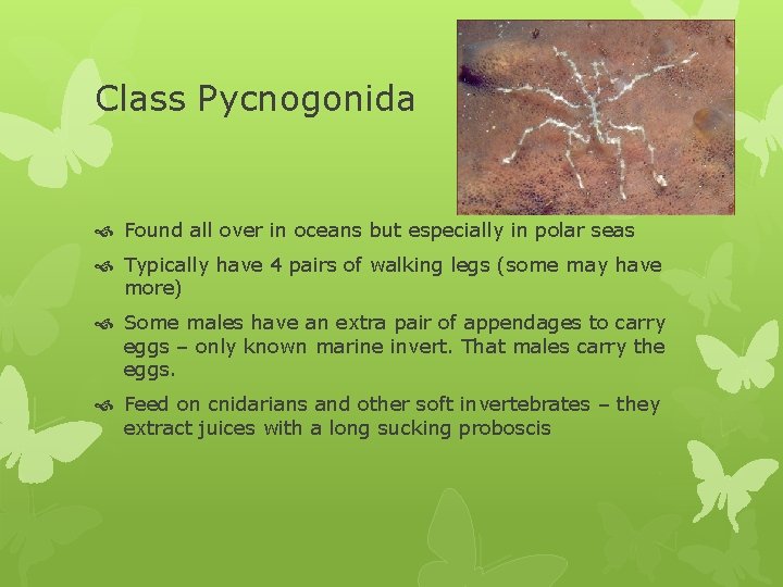 Class Pycnogonida Found all over in oceans but especially in polar seas Typically have