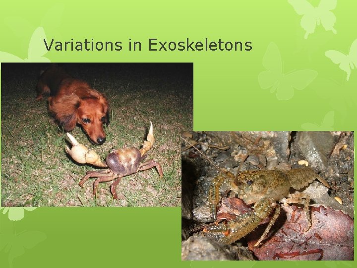 Variations in Exoskeletons 