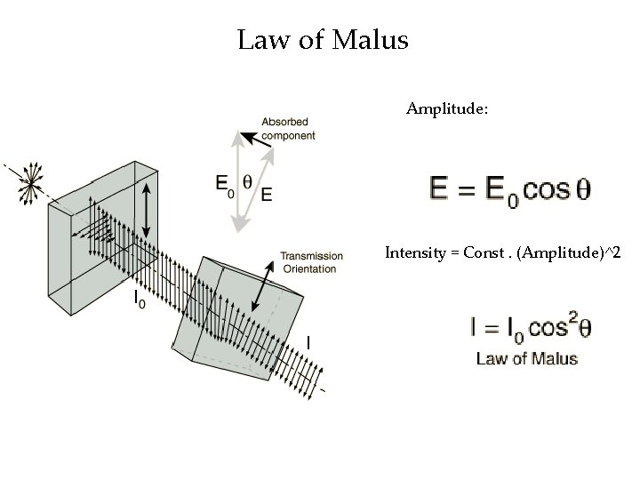 Law of Malus Amplitude: Intensity = Const. (Amplitude)^2 