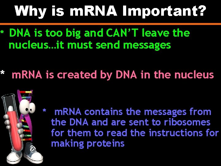 Why is m. RNA Important? * DNA is too big and CAN’T leave the