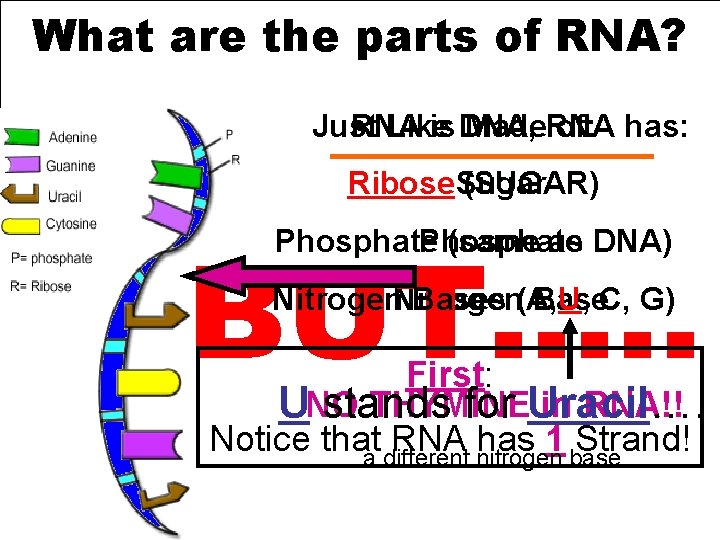 What are the parts of RNA? * Just RNA Like is DNA, Made. RNA