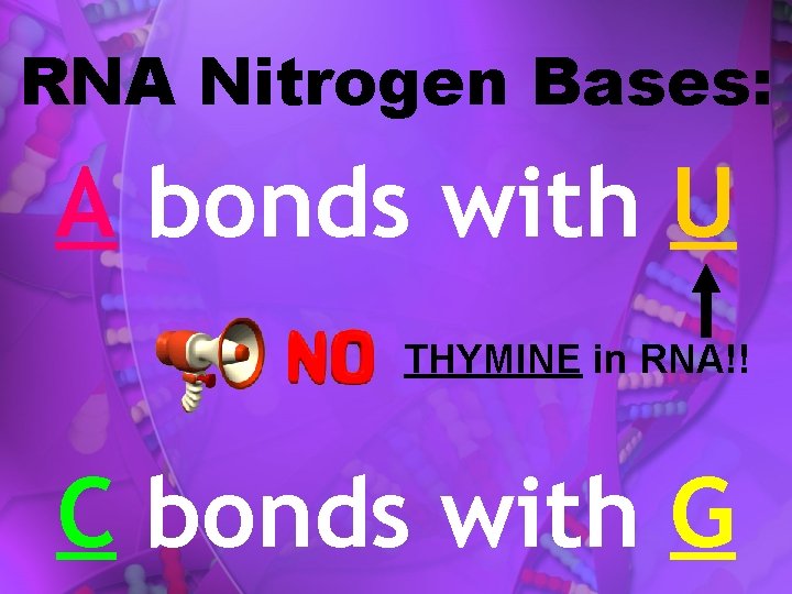 RNA Nitrogen Bases: A bonds with U THYMINE in RNA!! C bonds with G