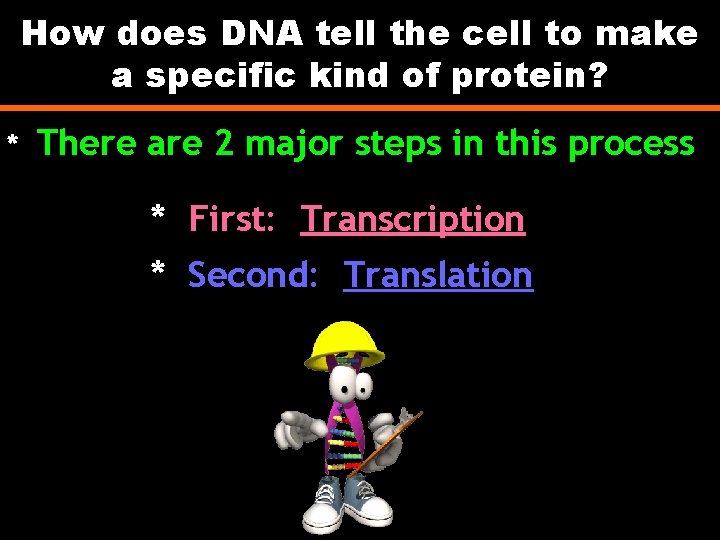 How does DNA tell the cell to make a specific kind of protein? *