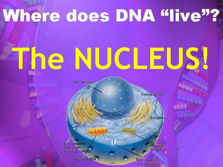 Where does DNA “live”? The NUCLEUS! 