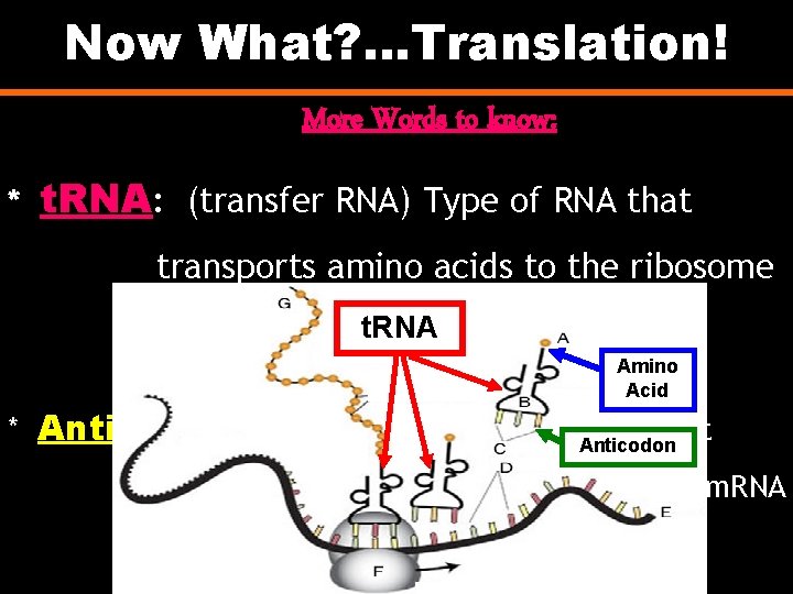 Now What? . . . Translation! More Words to know: * t. RNA: (transfer