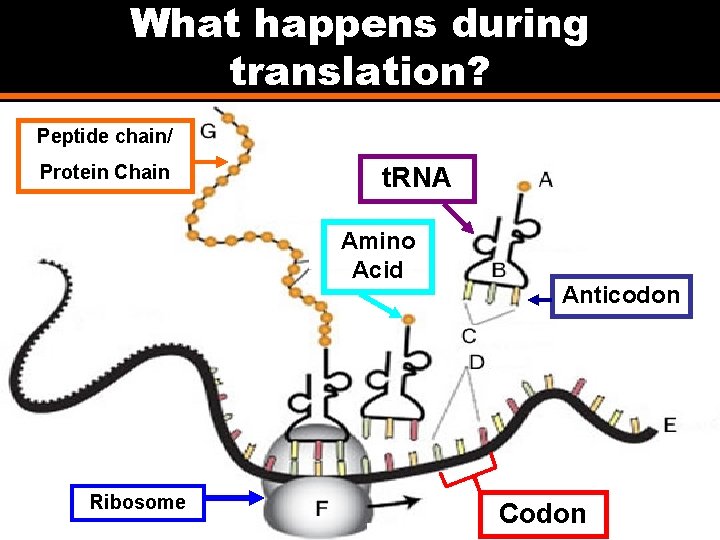 What happens during translation? Peptide chain/ Protein Chain t. RNA Amino Acid Ribosome Anticodon