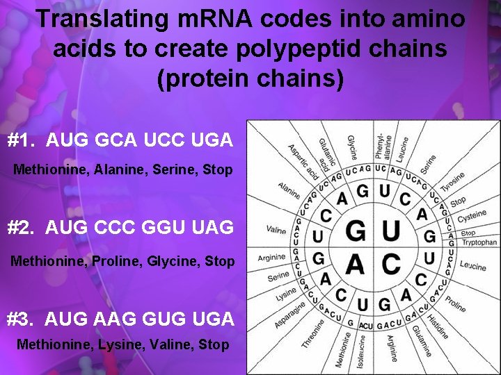 Translating m. RNA codes into amino acids to create polypeptid chains (protein chains) #1.