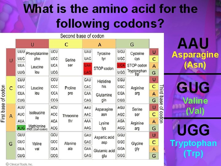 What is the amino acid for the following codons? AAU Asparagine (Asn) GUG Valine