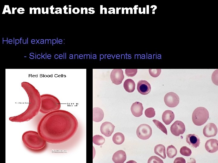 Are mutations harmful? Helpful example: - Sickle cell anemia prevents malaria 