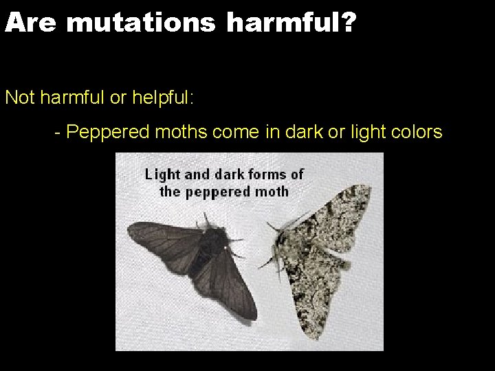 Are mutations harmful? Not harmful or helpful: - Peppered moths come in dark or