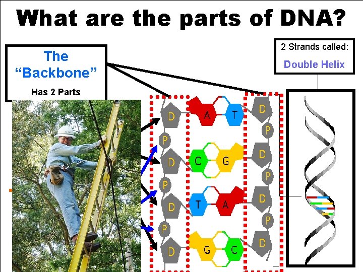 What are the parts of DNA? * The “Backbone” Has 2 Parts D =