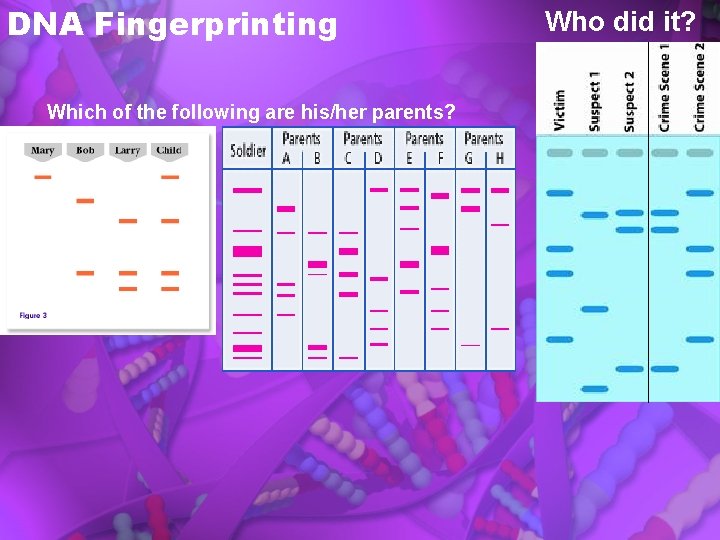 DNA Fingerprinting Which of the following are his/her parents? Who did it? 