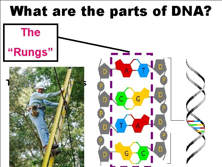 What are the parts of DNA? * The “Rungs” The Nitrogen Bases A T