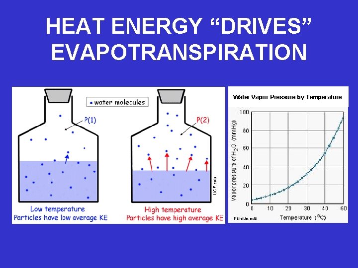 HEAT ENERGY “DRIVES” EVAPOTRANSPIRATION UCF. edu Water Vapor Pressure by Temperature Purdue. edu 