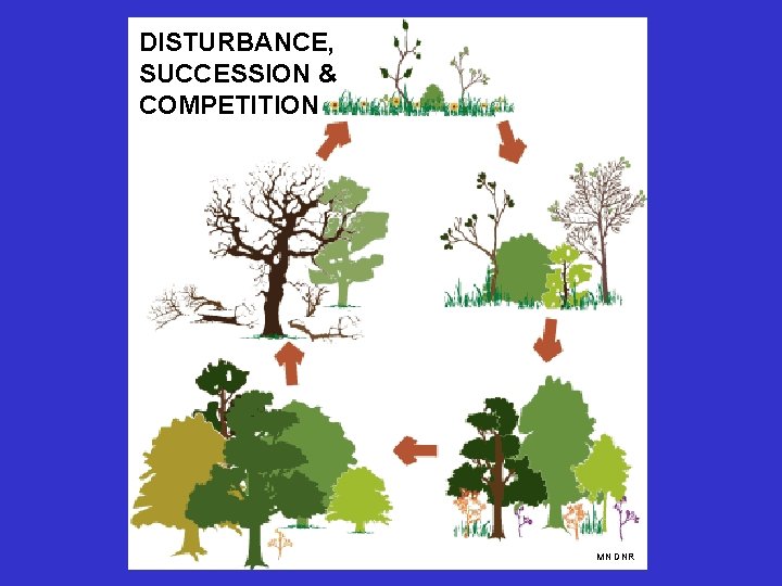 DISTURBANCE, SUCCESSION & COMPETITION MN DNR 