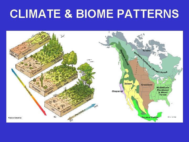 CLIMATE & BIOME PATTERNS Pearson Education 