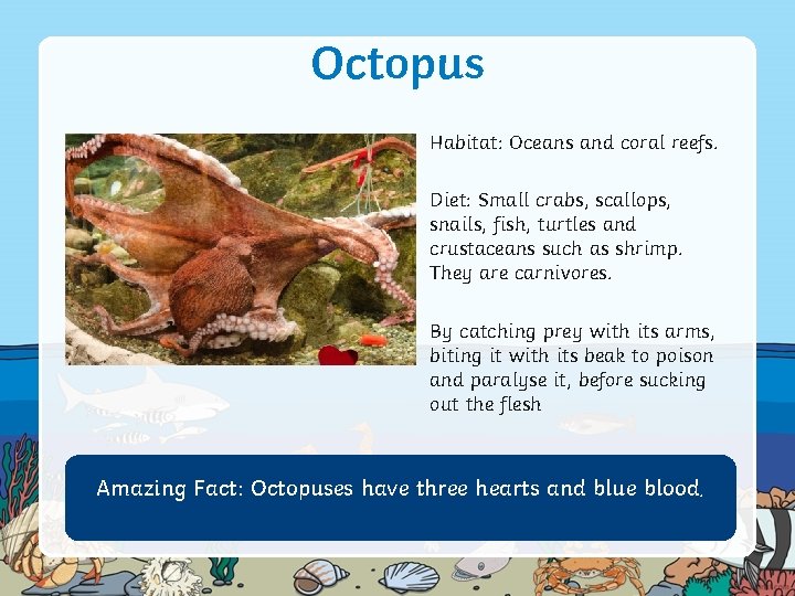 Octopus Habitat: Oceans and coral reefs. Diet: Small crabs, scallops, snails, fish, turtles and