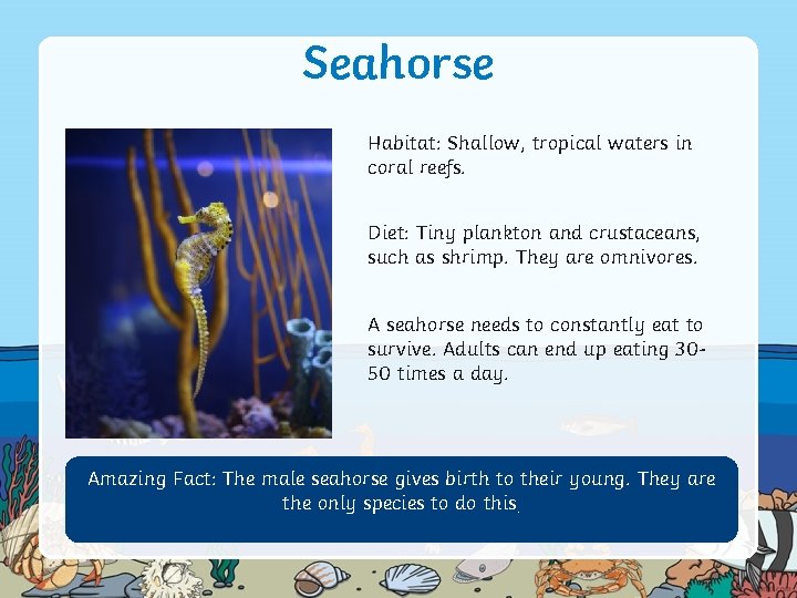 Seahorse Habitat: Shallow, tropical waters in coral reefs. Diet: Tiny plankton and crustaceans, such