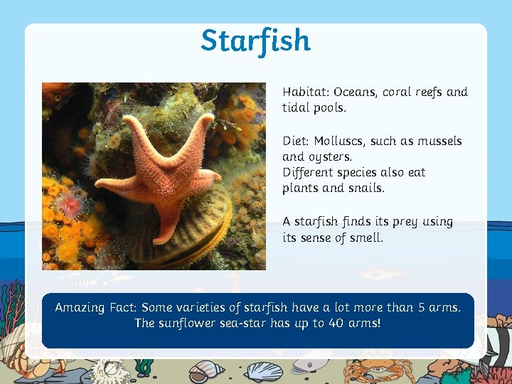 Starfish Habitat: Oceans, coral reefs and tidal pools. Diet: Molluscs, such as mussels and