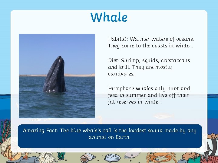 Whale Habitat: Warmer waters of oceans. They come to the coasts in winter. Diet: