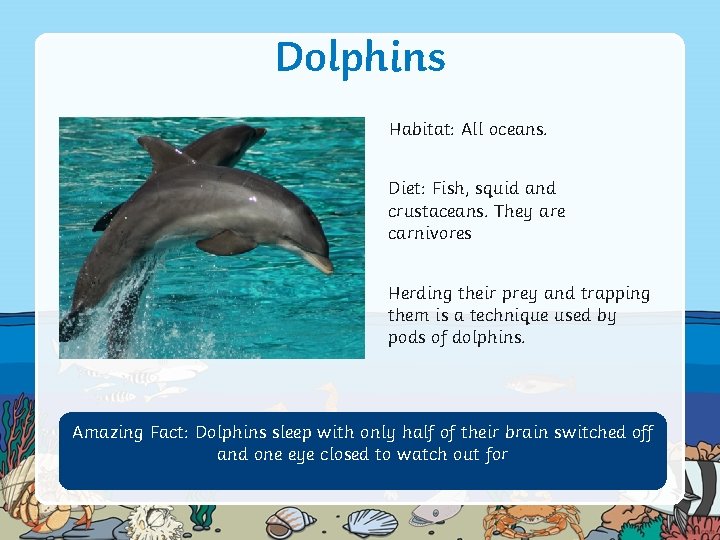 Dolphins Habitat: All oceans. Diet: Fish, squid and crustaceans. They are carnivores Herding their