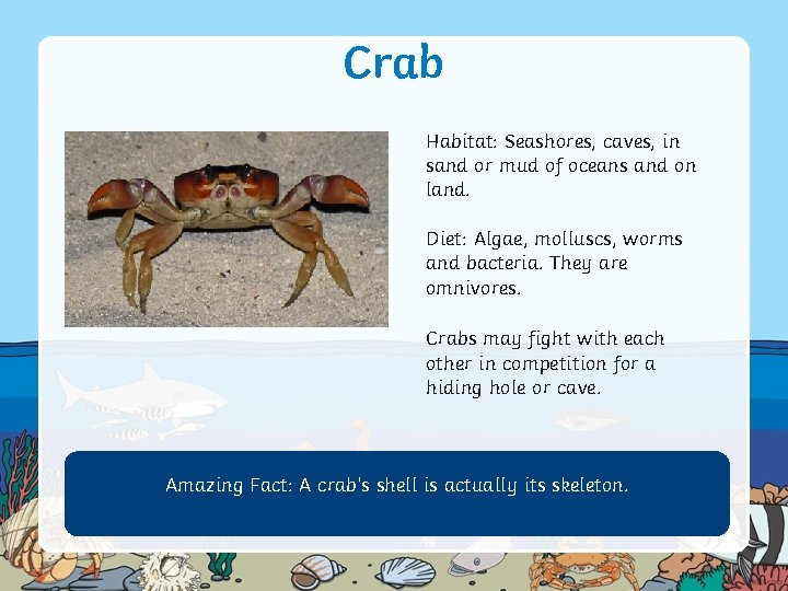 Crab Habitat: Seashores, caves, in sand or mud of oceans and on land. Diet: