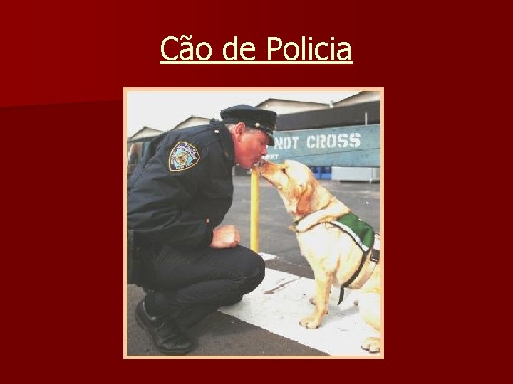 Cão de Policia 