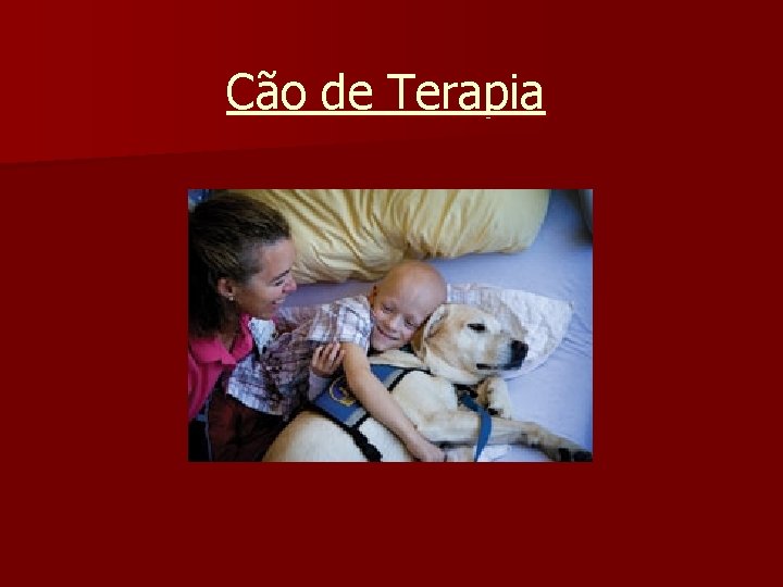Cão de Terapia 