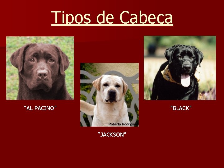Tipos de Cabeça “AL PACINO” “BLACK” “JACKSON” 